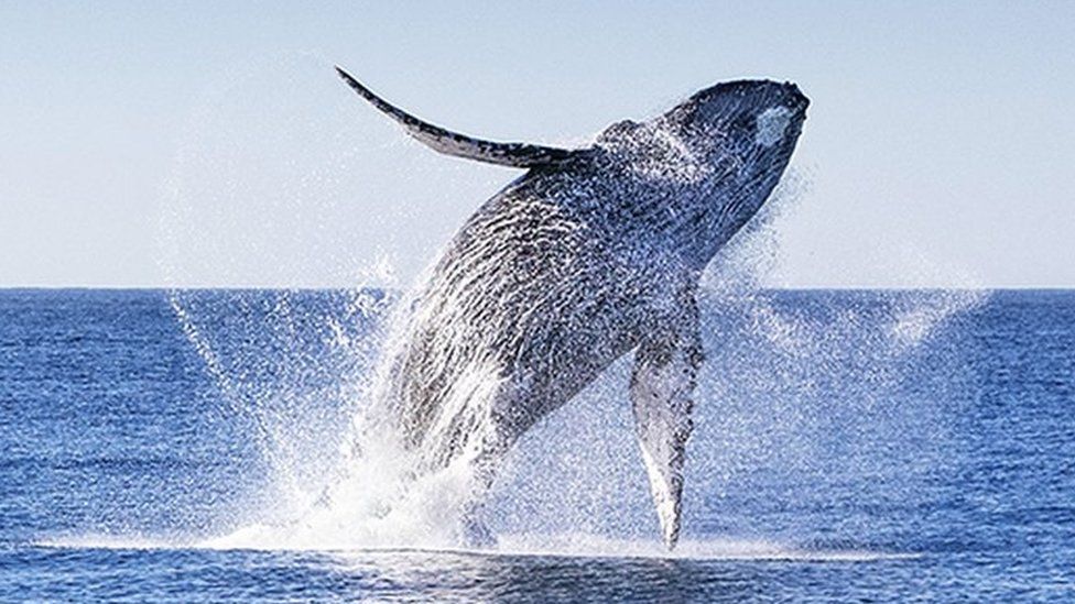 A humpback whale jumping up in the blue sea, with splashes of water being kicked up