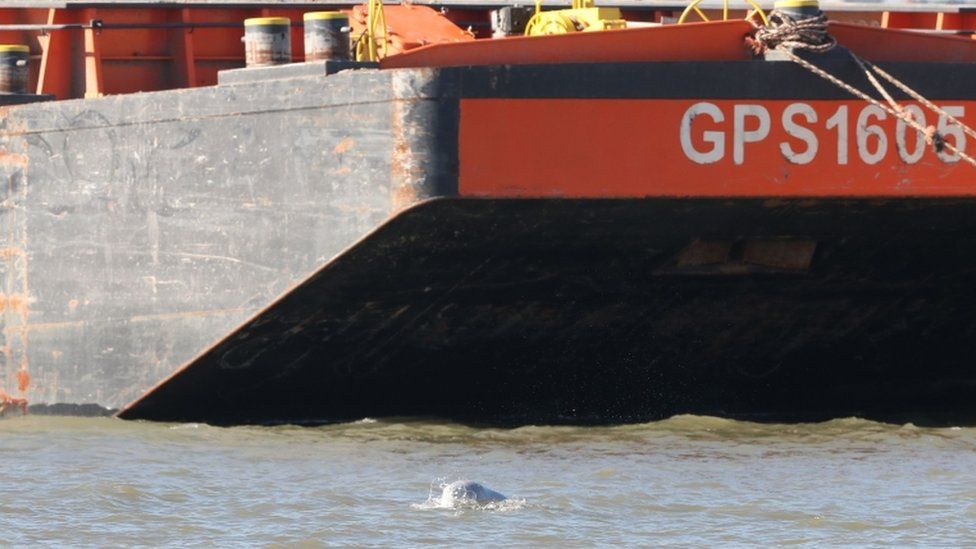 Beluga whale in the Thames