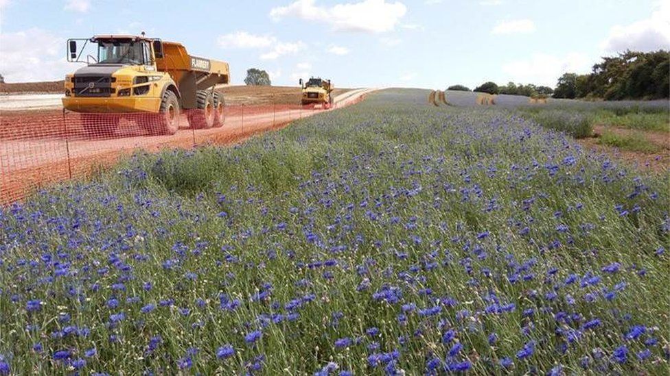 Wildflower meadow with dumper trucks driving past