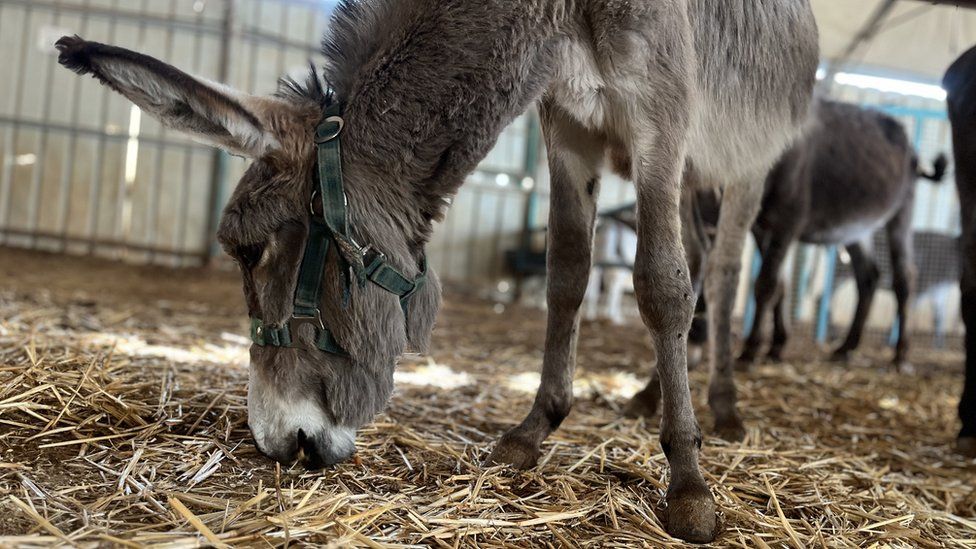 A young donkey at a shelter in Nablus run by the charity Safe Haven for Donkeys