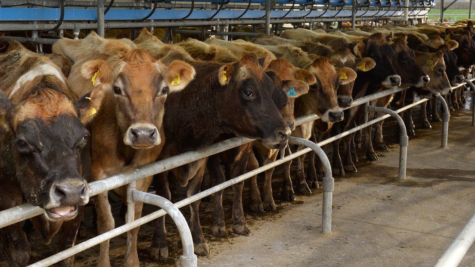 cows standing patiently as they are milked on a dairy farm near Cambridge in New Zealand's Waikato region