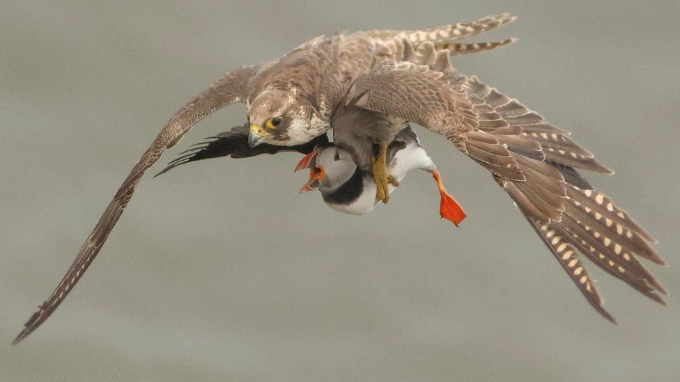 Peregrine holding puffin in its talons in mid air