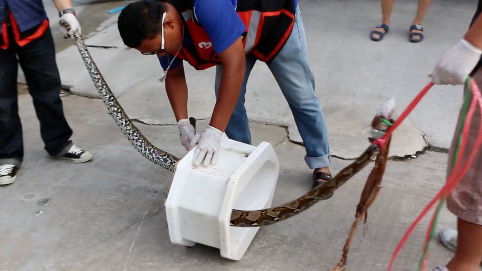 Snake being pulled from toilet. 26 May 2016