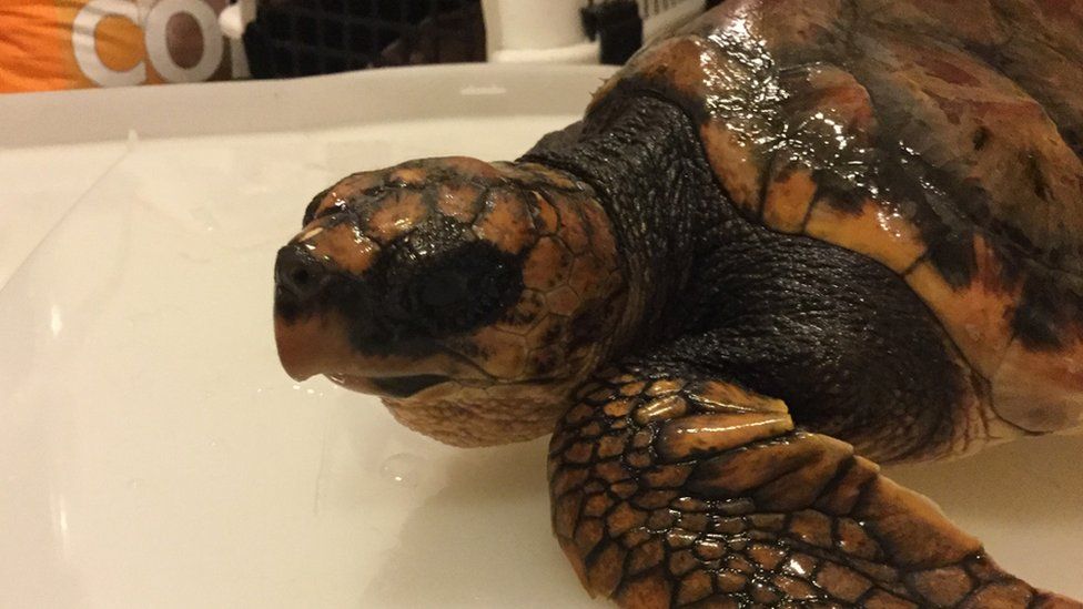 The loggerhead turtle is being cared for at Exploris in County Down