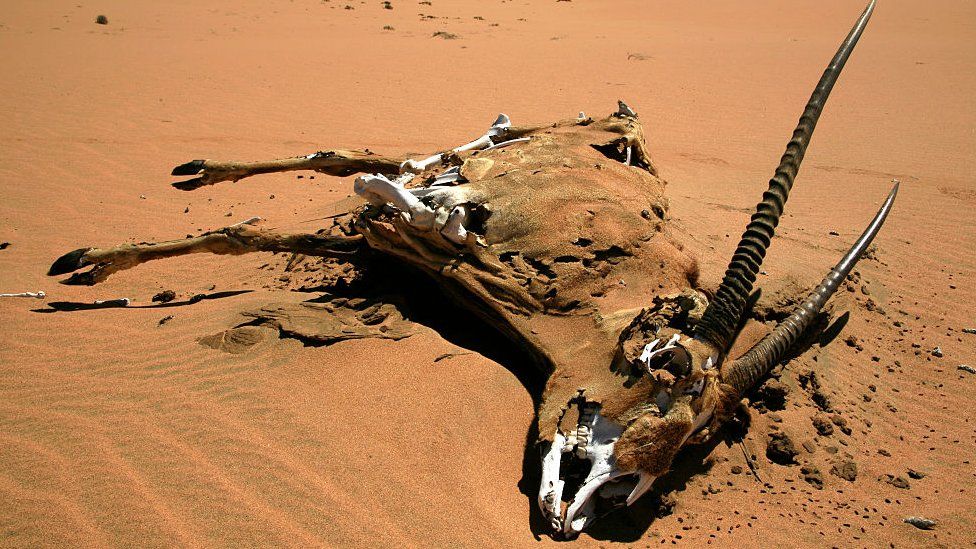 A dead oryx, dead gemsbok, Namib Desert, Namibia