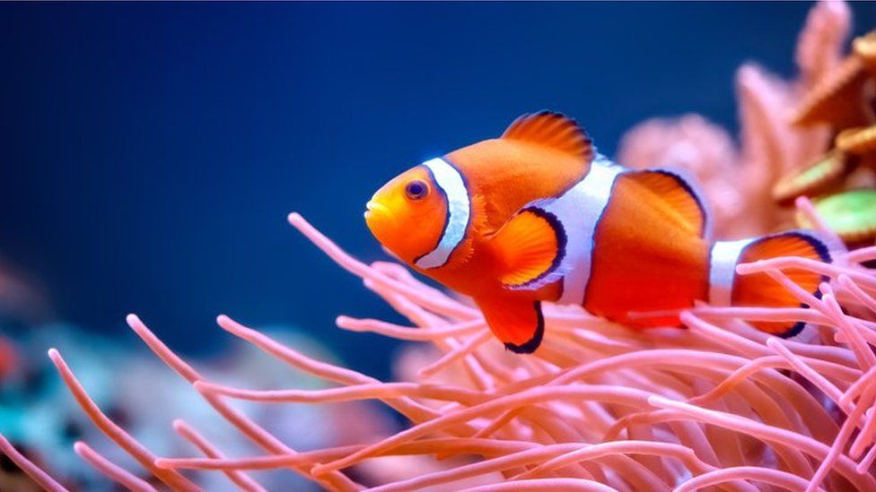 Clownfish 'count' stripes to recognise their friends and enemies - BBC ...