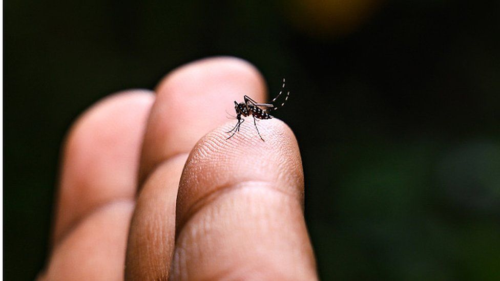 An Aedes mosquito perches on a finger