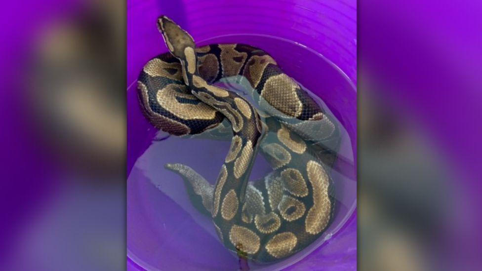Python in water in a bucket