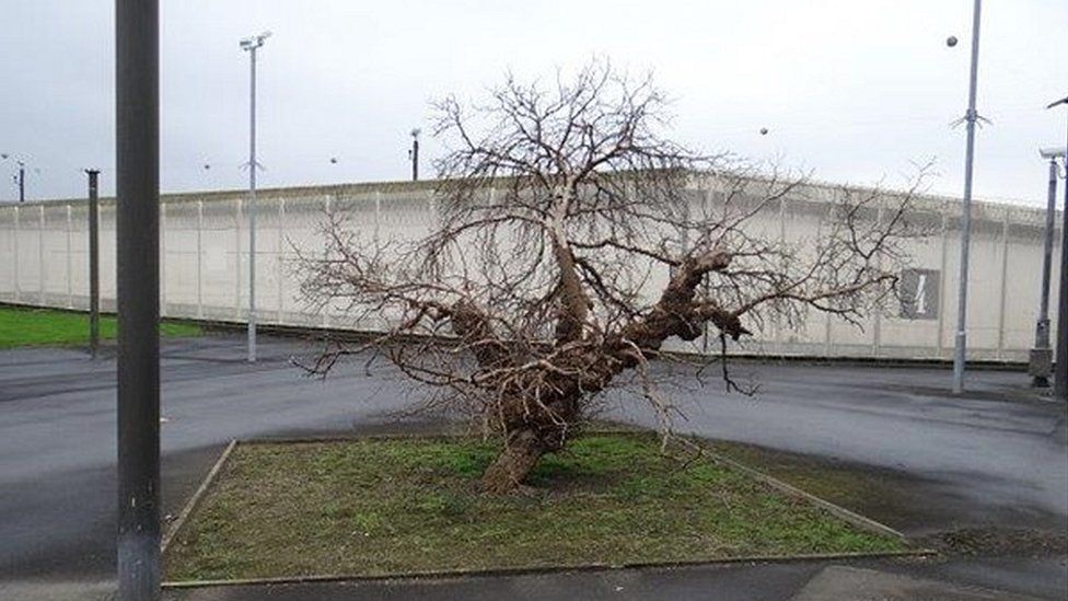 Mulberry bush at HMP Wakefield