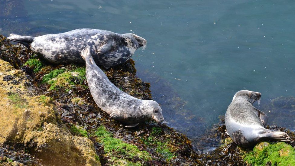 Seals on Gower
