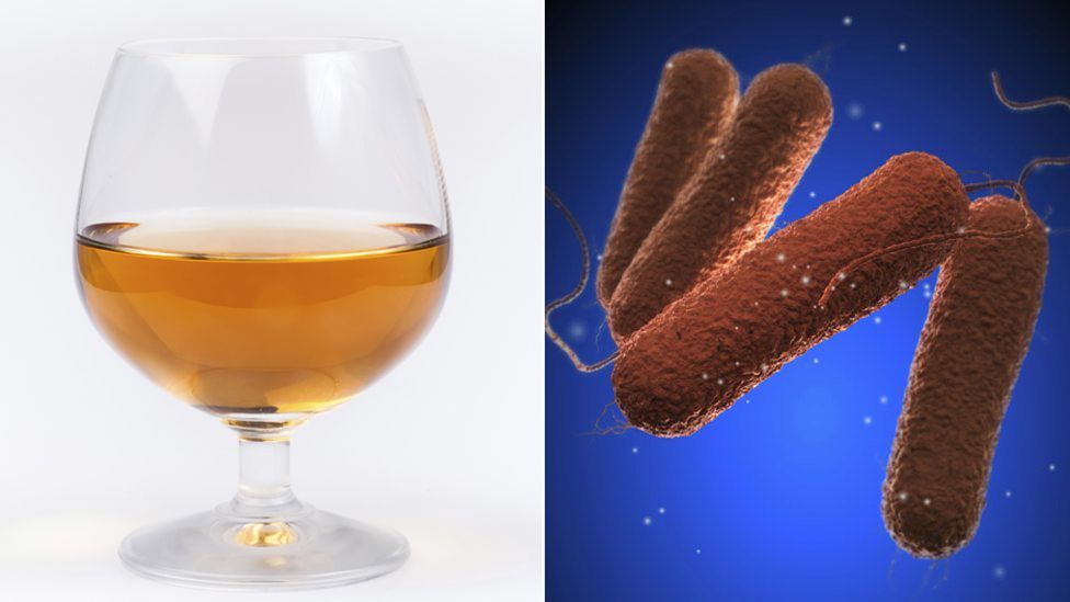 Mead and salmonella cells