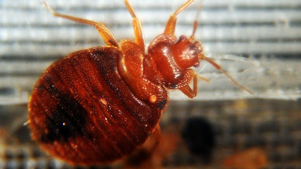 Bed bugs develop resistance to widely used insecticides BBC News