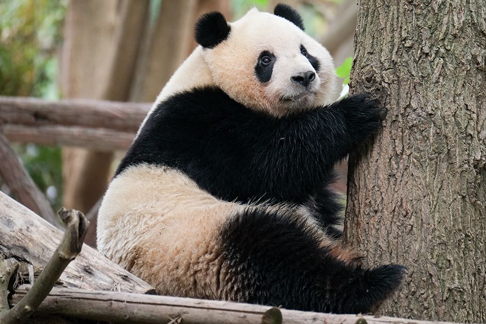 A giant panda, named Qi Yi, rests at the Chengdu Research Base of Giant Panda Breeding in Sichuan Province of China, on 14 April 2023