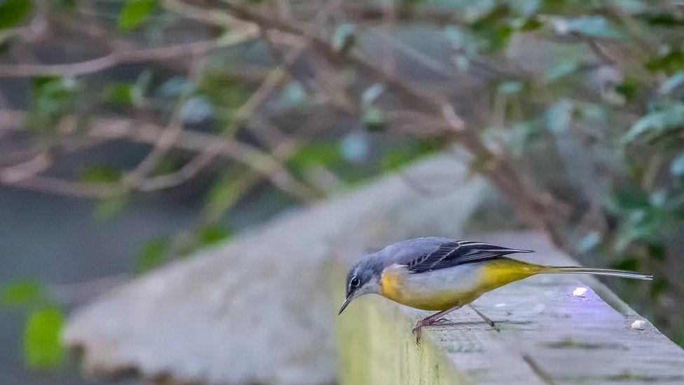 Grey Wagtail photographed by Steve Johnstone