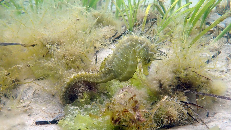 Seahorse