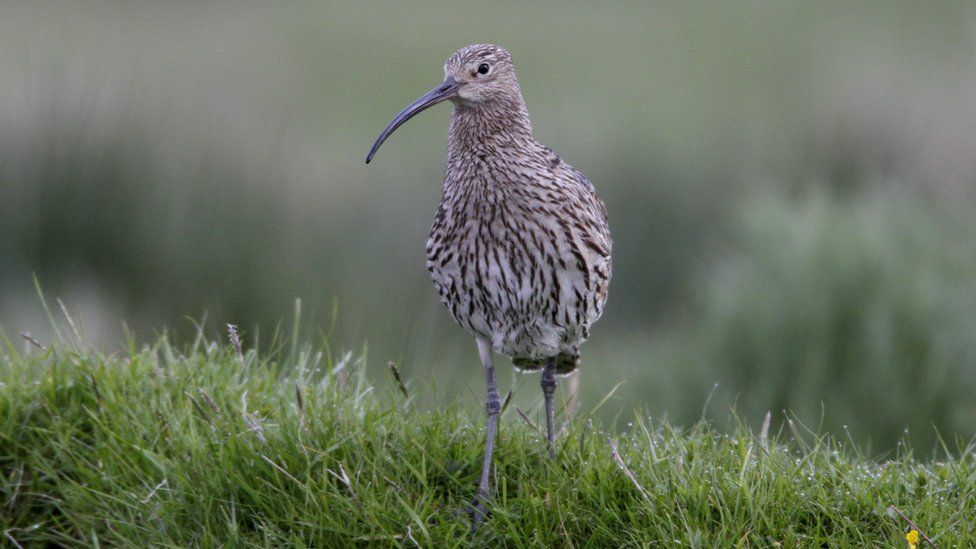 Curlew