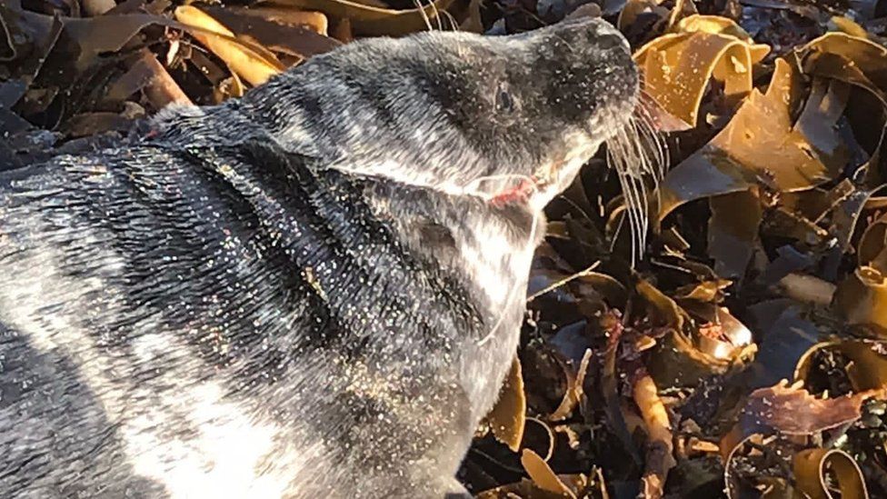 A seal with a fishing line around its body