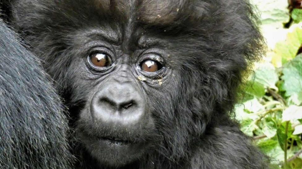 A baby gorilla.