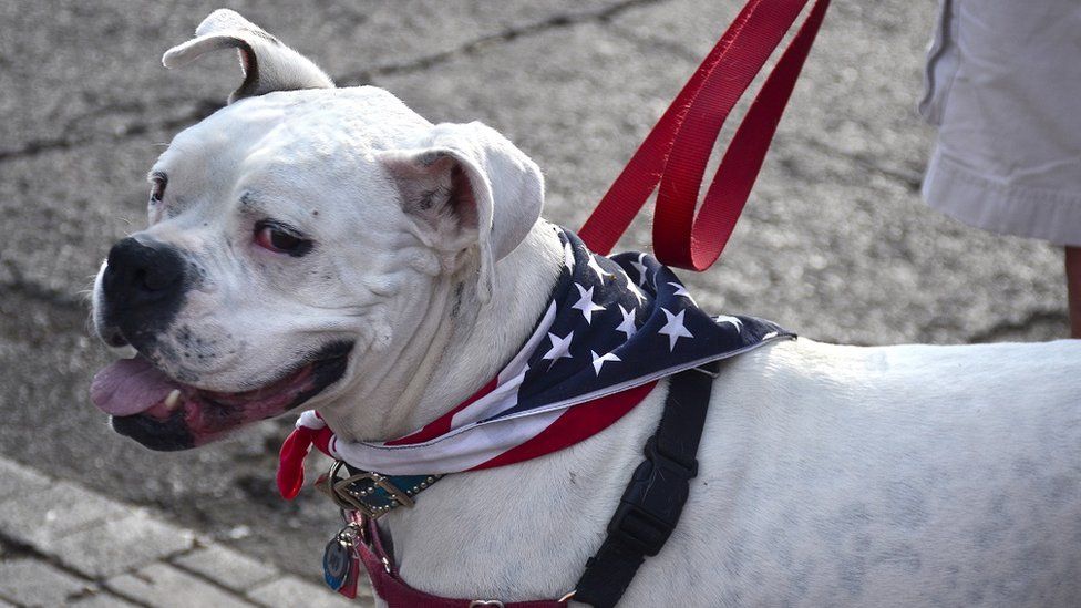 A pet bulldog wears an American flag kerchief around its neck