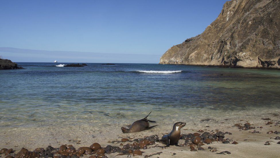 Galapagos sea lion and her pup on the coastline