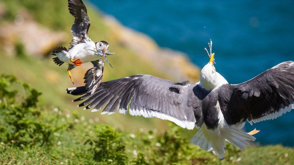 Gull stealing fish from puffin