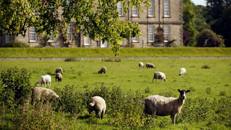 Sheep in the foreground at Wallington with the main building behind