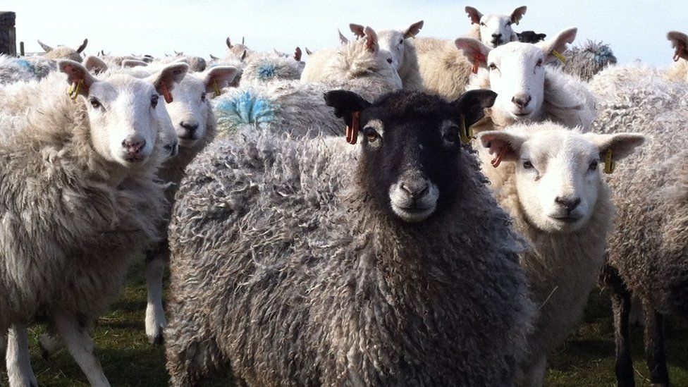 Herding Scotland S Sheep Back Into The Profitable Pen Bbc News