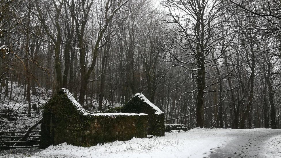 Snowy scene in Downhill Forest