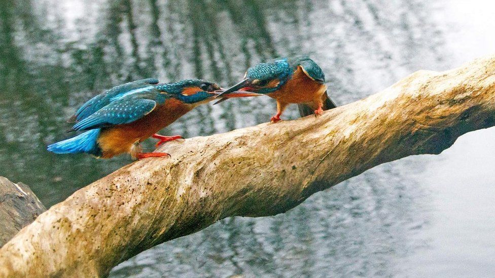A pair of Kingfishers