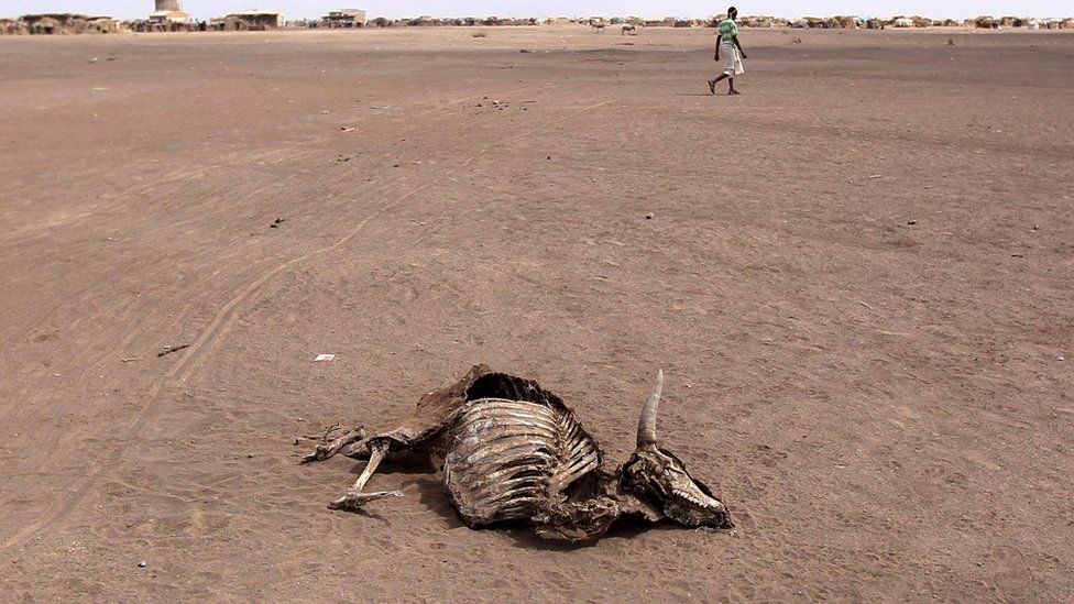 A carcass of a dead cow in Farado Kebele January 2016