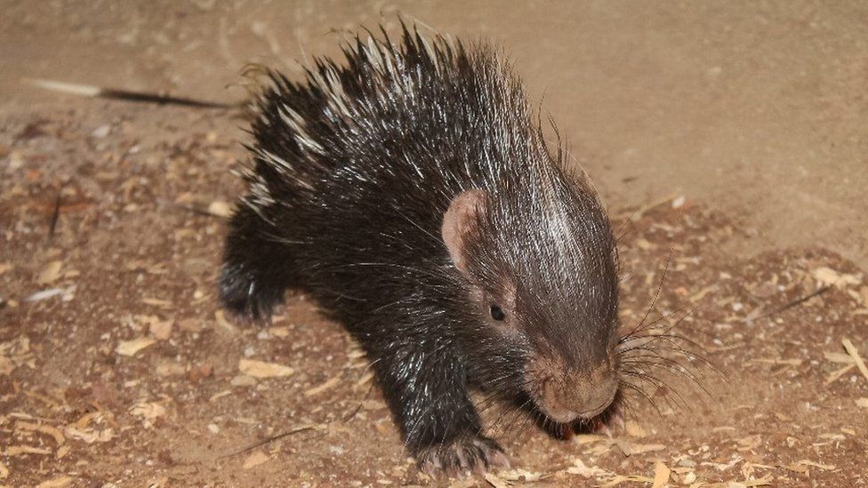 Birth of baby porcupine Hershey excites ZSL London Zoo crowds - BBC News