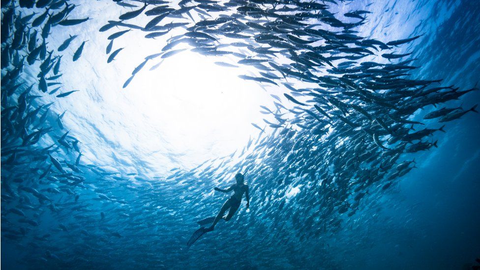 A person snorkelling, surrounded by fish