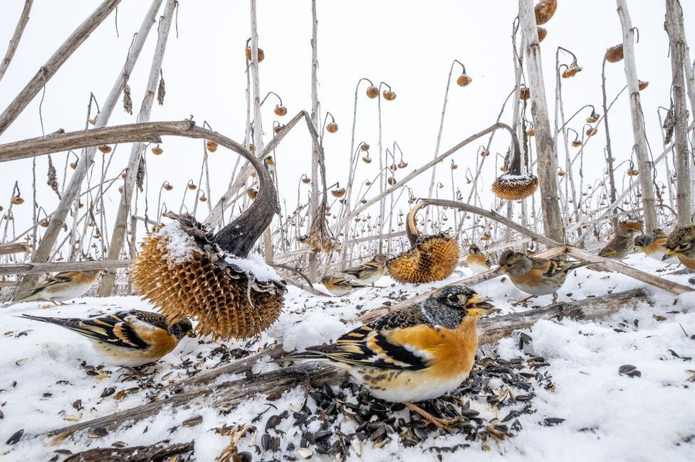 Birds are seen on the ground in a snow-covered field of dead sunflowers