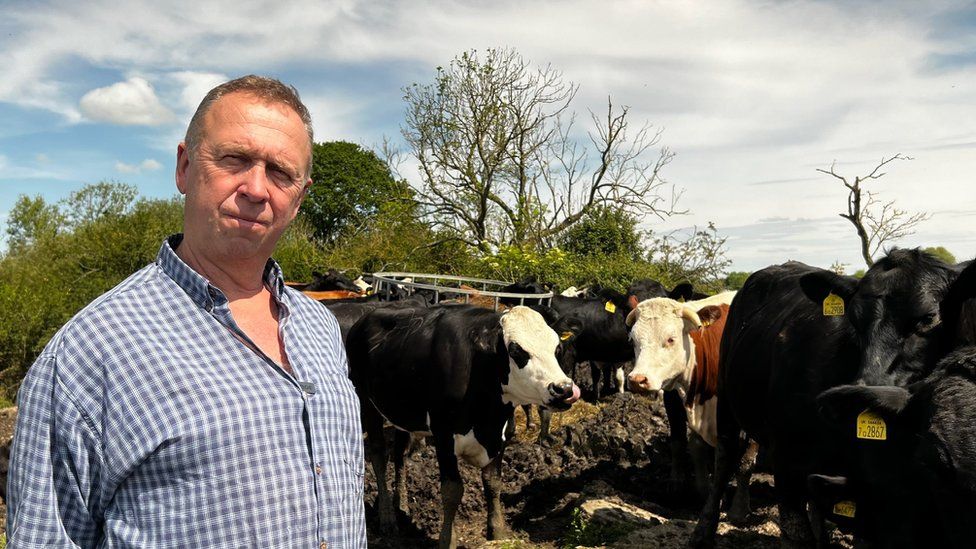 Mike Curtis and his cows