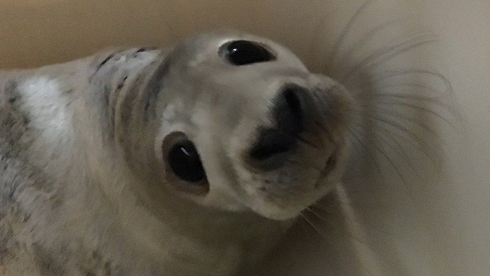 Miracle the seal after being rescued