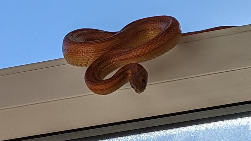 Snake on a window