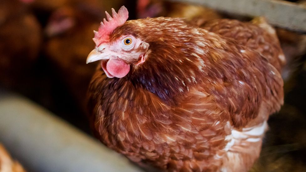 Stock image of a chicken at a poultry farm