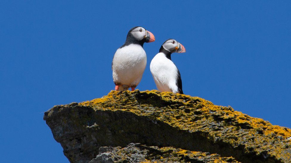 A puffin standing next to a decoy puffin