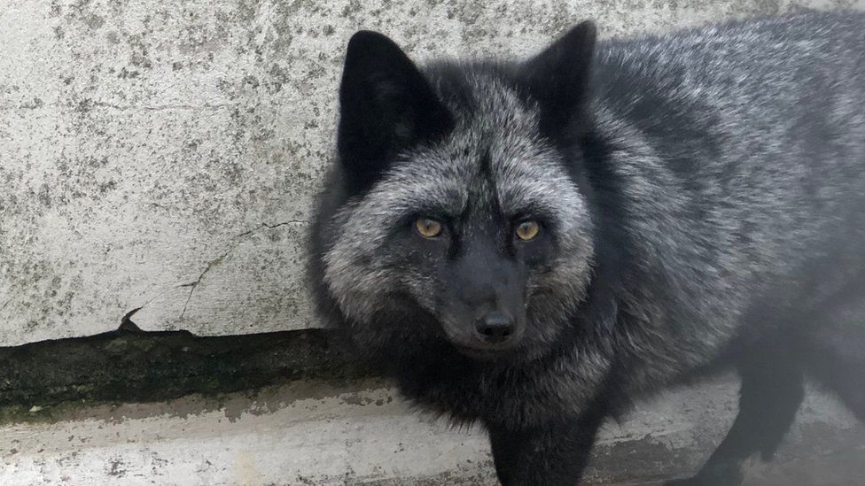 Silver fox found roaming in garden in Alsager - BBC News