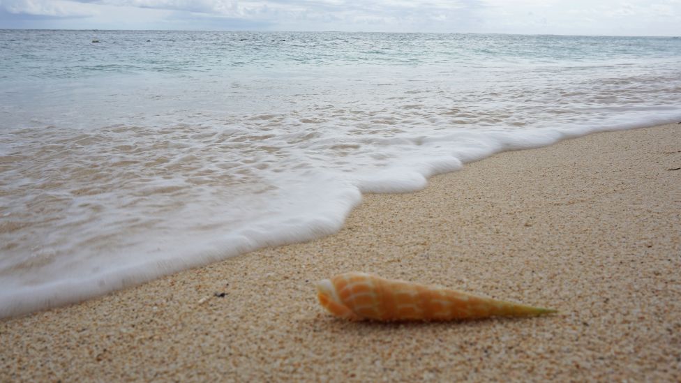 Большая ракушка на пляже на Маврикии
