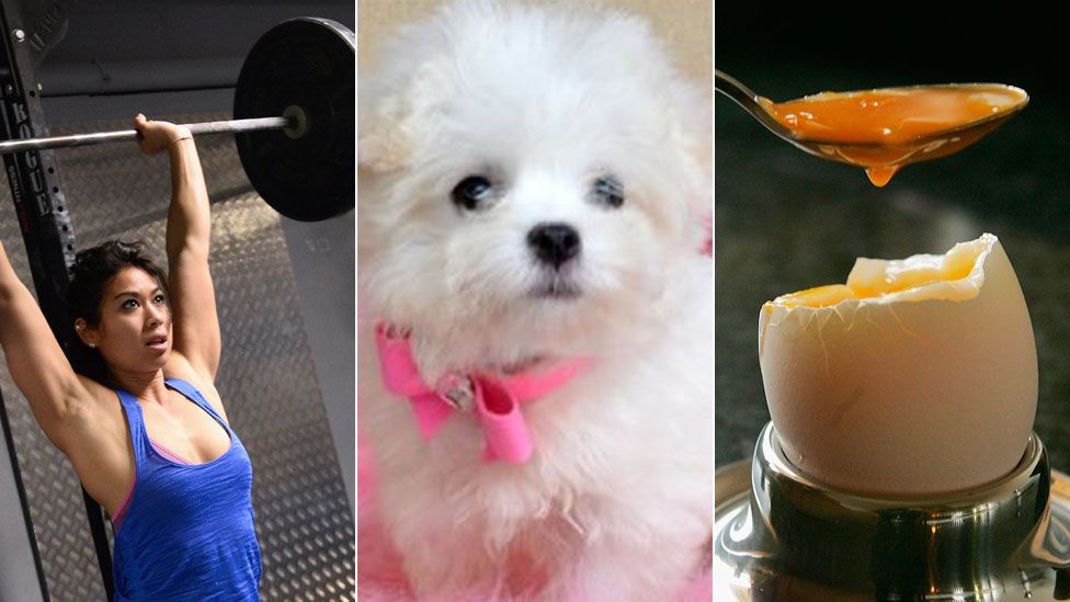 female weight lifter, a dog, a boiled egg