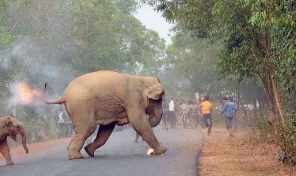 Two elephants, set ablaze by a mob, cross the road to flee