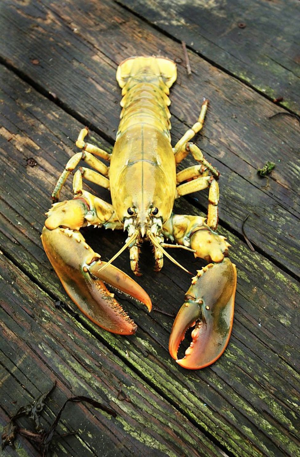 Blue lobsters What is the rare type of crustacean? BBC Newsround