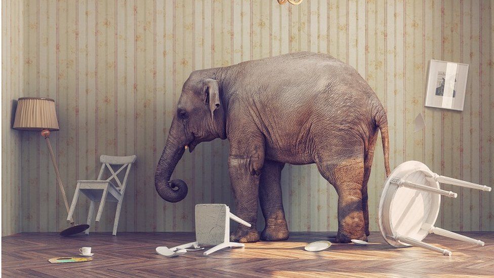 Elephant in messy living room