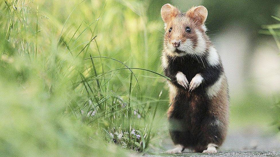 World's rarest wild hamster is now critically endangered