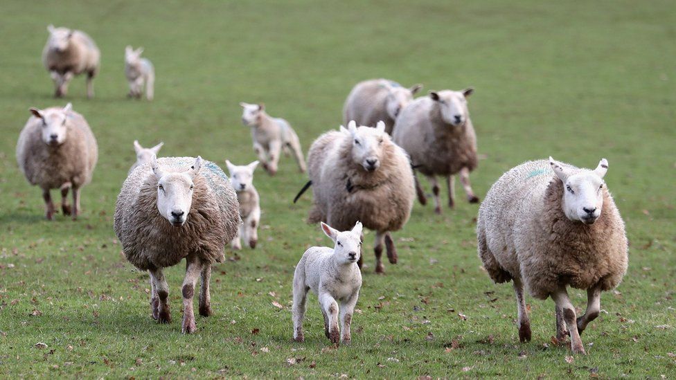 Sheep on a Welsh farm