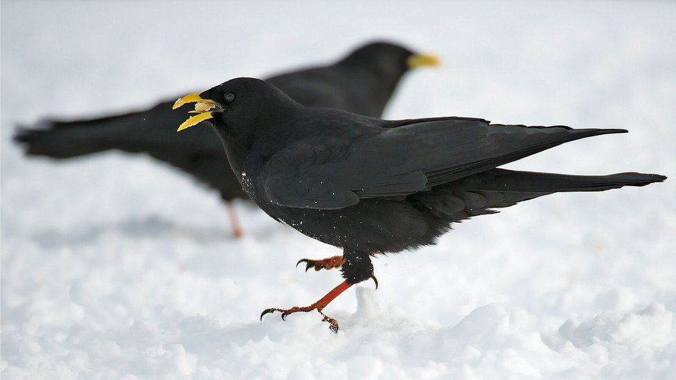 Alpine Choughs feature regularly in Neanderthal sites. They are the most frequent corvid