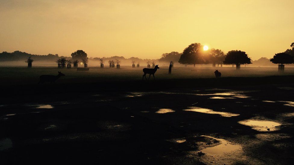 Deer in a park