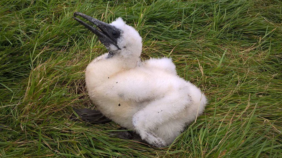 This young gannet still has down rather than feathers, so it will not be captured