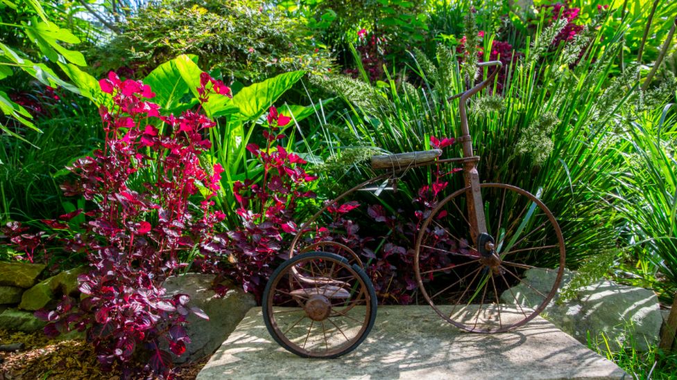 A rusted tricycle sits amongst colourful plants